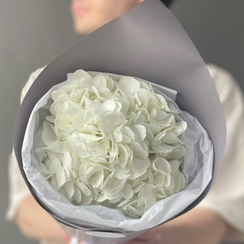 Белая Гортензия «Сливочное мороженое»