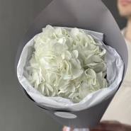 Белая Гортензия «Сливочное мороженое» 2