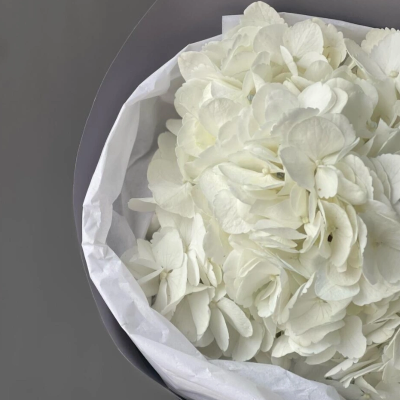 Белая Гортензия «Сливочное мороженое»