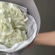 Белая Гортензия «Сливочное мороженое» 3