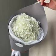 Белая Гортензия «Сливочное мороженое» 0