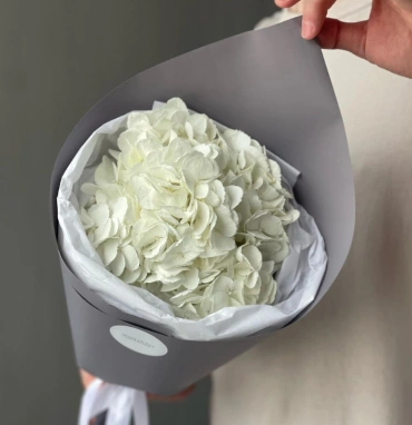 Белая Гортензия «Сливочное мороженое»