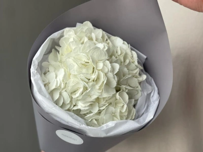 Белая Гортензия «Сливочное мороженое»