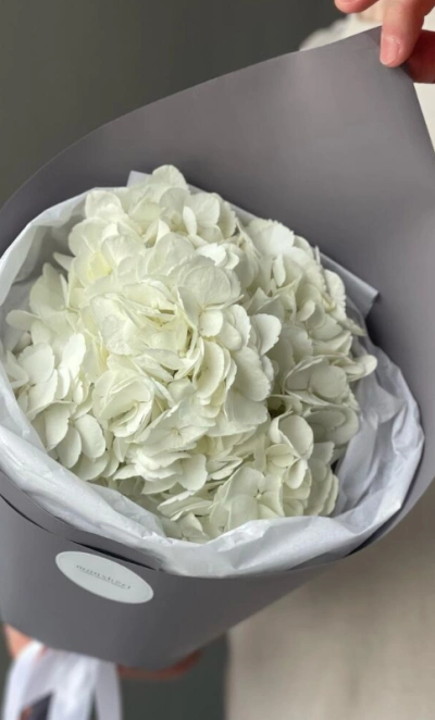 Белая Гортензия «Сливочное мороженое»