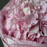 Моно гортензия-зефир 3