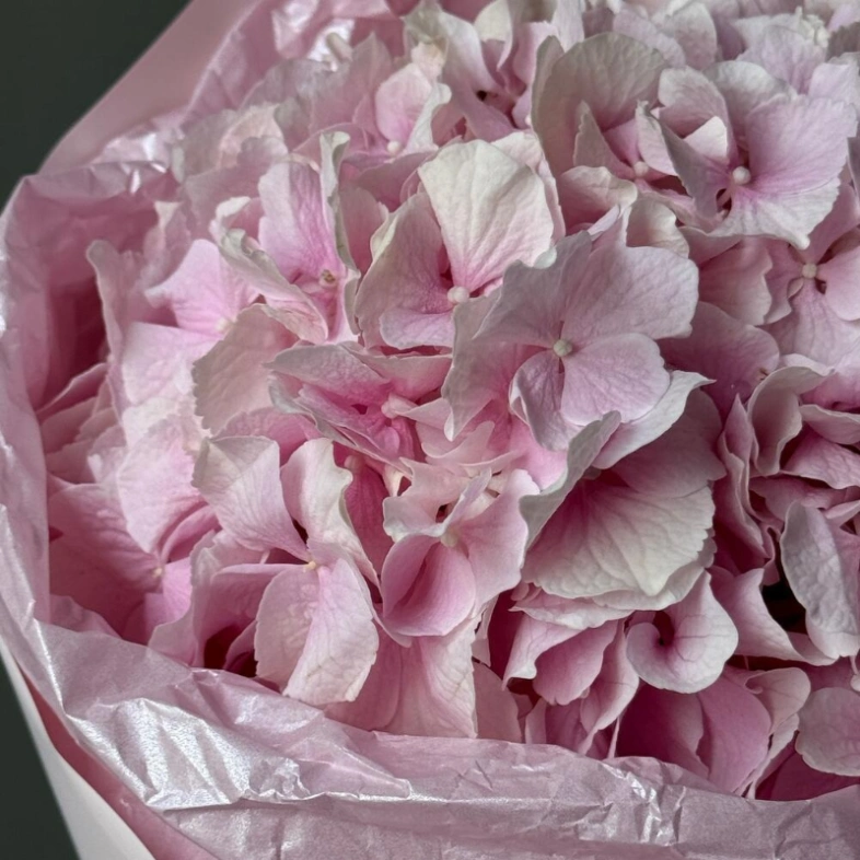 Моно гортензия-зефир