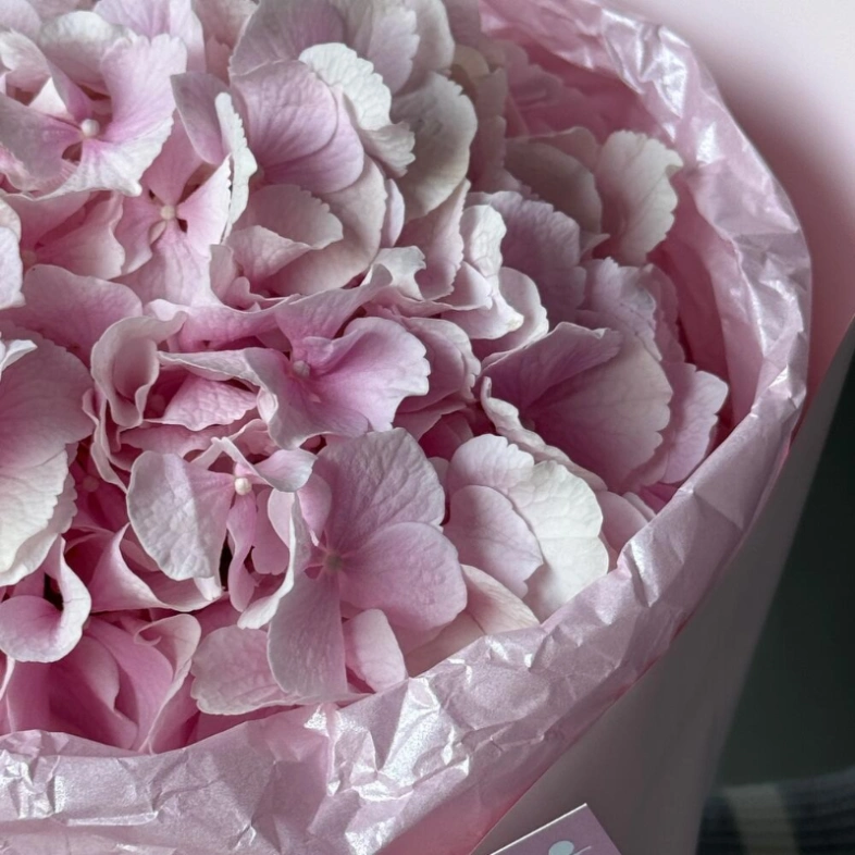 Моно гортензия-зефир