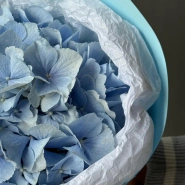 Моно небесно-голубая гортензия 4