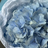 Моно небесно-голубая гортензия 3