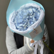 Моно небесно-голубая гортензия 1