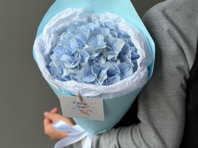 Моно небесно-голубая гортензия