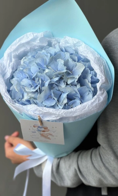 Моно небесно-голубая гортензия