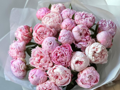 Пионы Сара Бернар 23