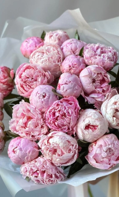 Пионы Сара Бернар 23