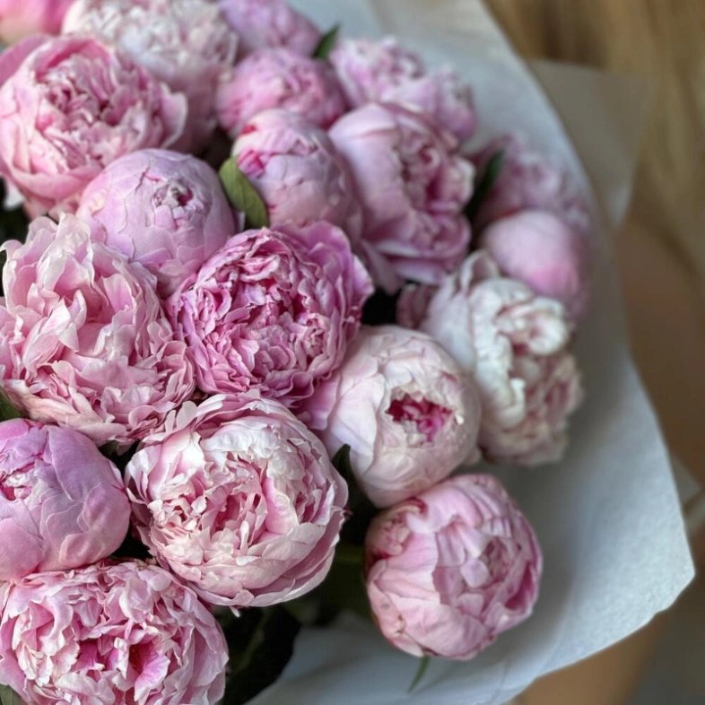 Пионы Сара Бернар 23