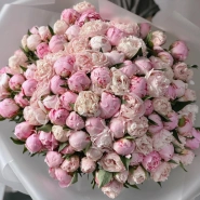 Пионы Сара Бернар 101 1