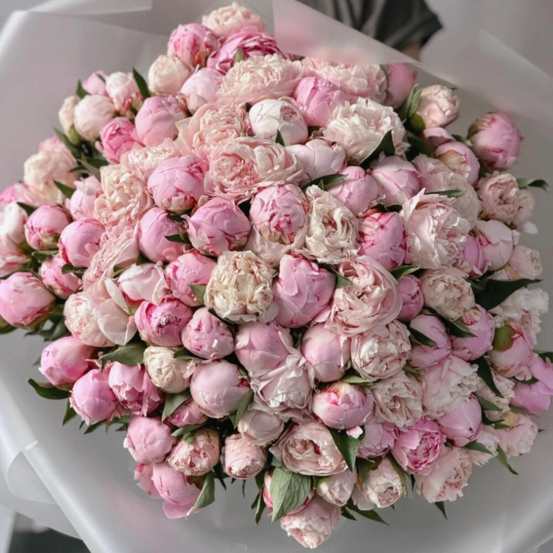 Пионы Сара Бернар 101