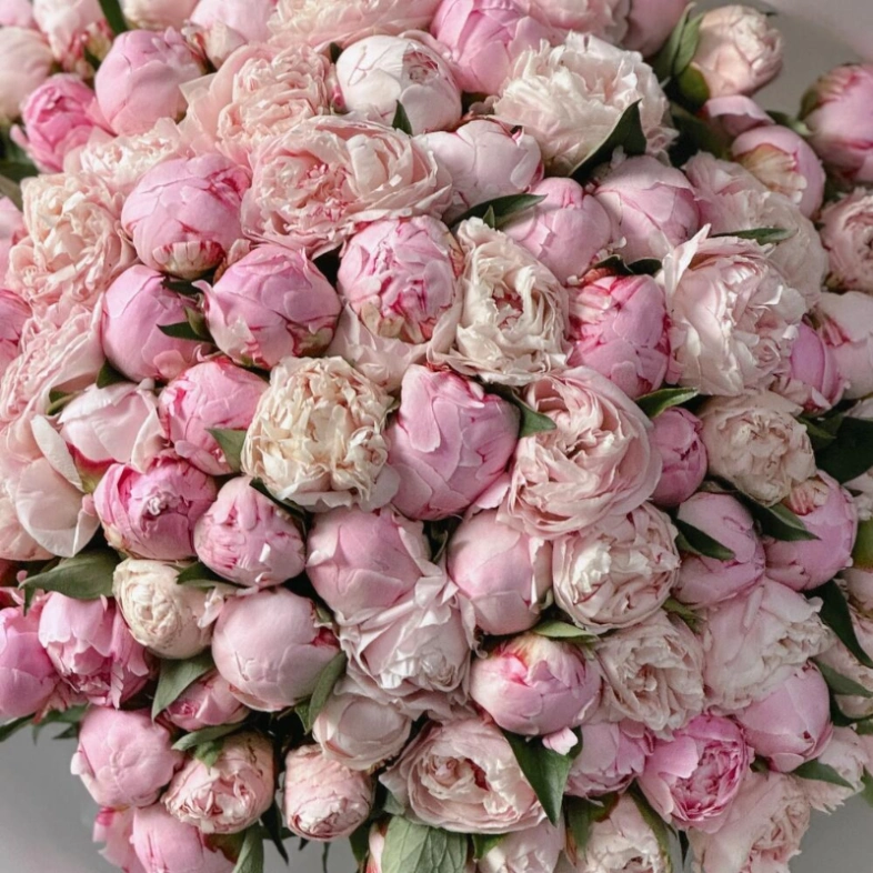 Пионы Сара Бернар 101