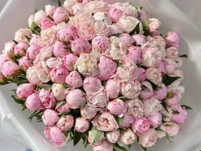 Пионы Сара Бернар 101