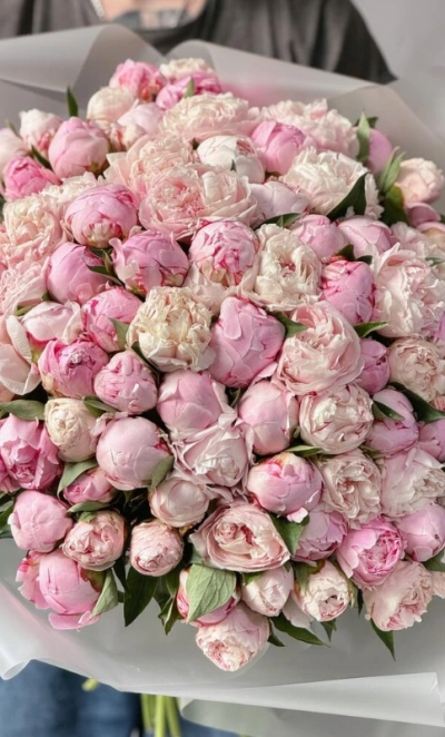 Пионы Сара Бернар 101