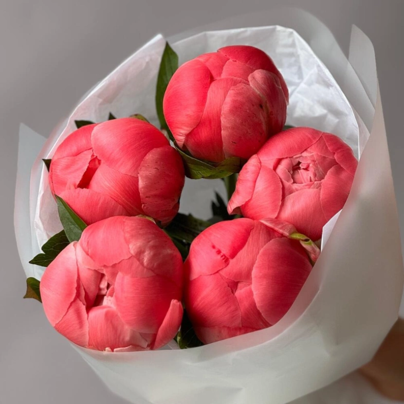 Пионы Coral Charm 5