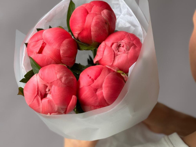 Пионы Coral Charm 5