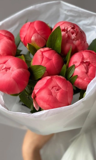 Пионы-гиганты Coral Charm 7