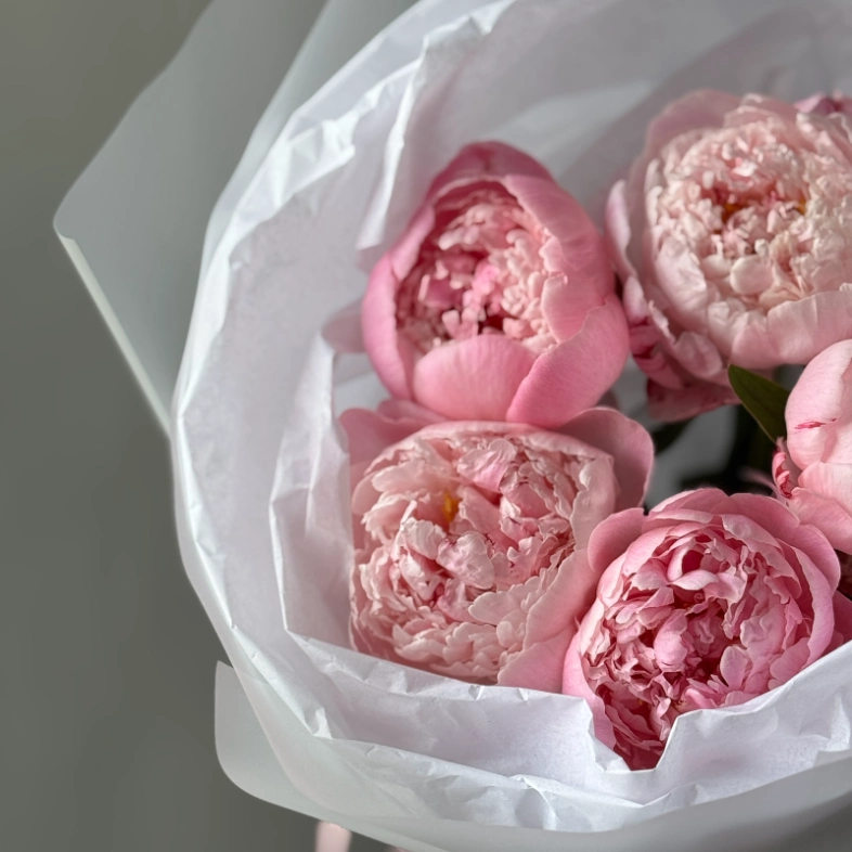 Монобукет пионы Сара Бернар 5