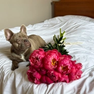 Пионы Coral Charm 9 🔥 1