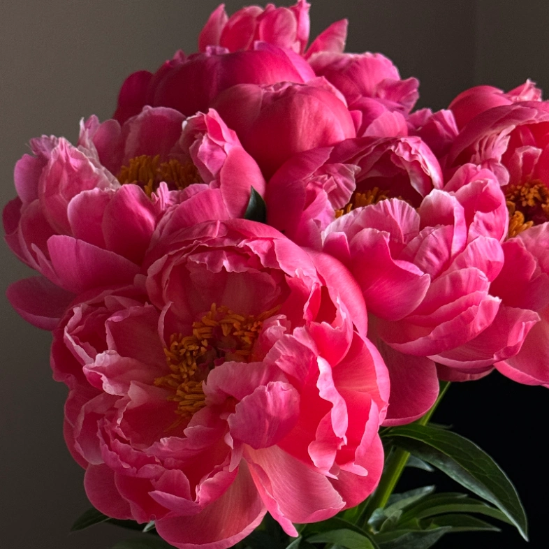 Пионы Coral Charm 9 🔥