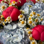 🔥Букет с пионами Coral, гортензией и ромашкой 🌺 4