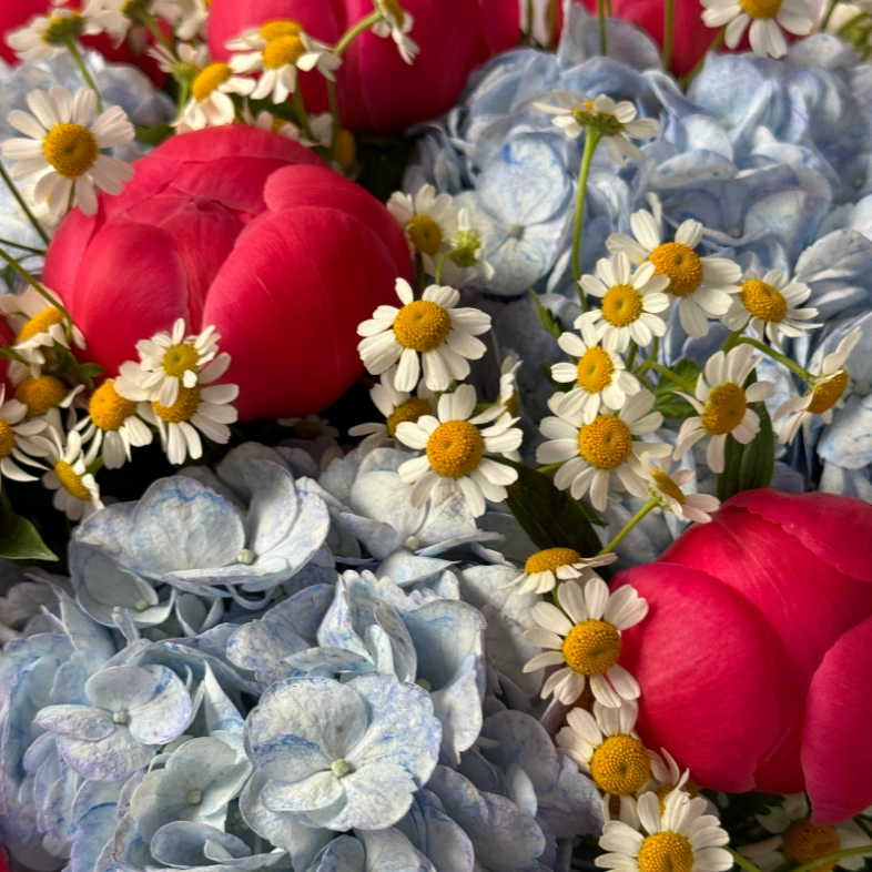 🔥Букет с пионами Coral, гортензией и ромашкой 🌺