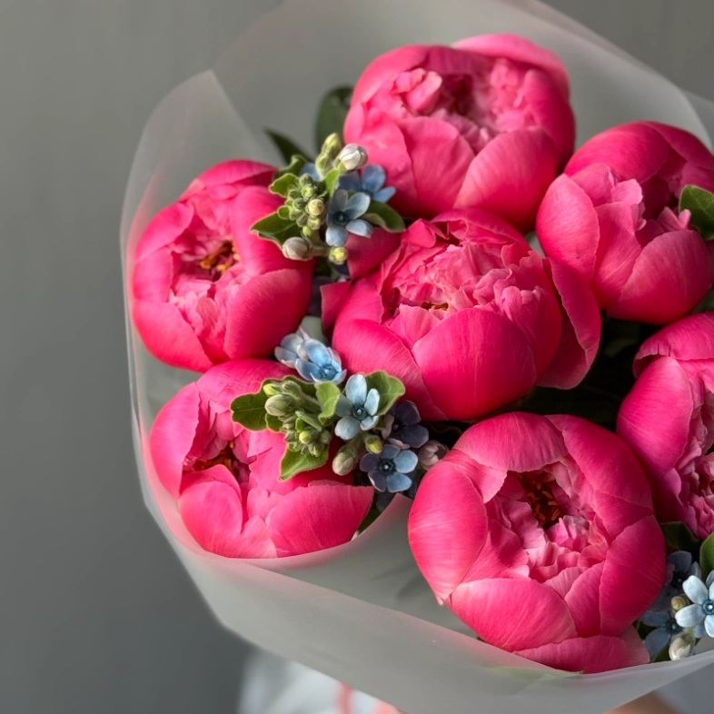 Пионы Корал Шарм 7 и оксипеталлум