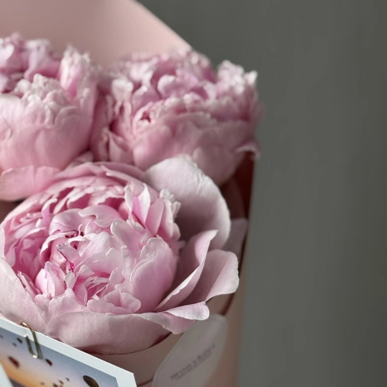 Пионы Sarah Beranrd 3