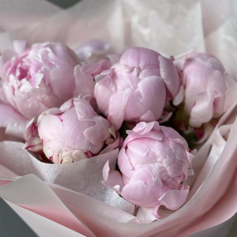 Букет с 5 пионами Сара Бернар в нежной упаковке