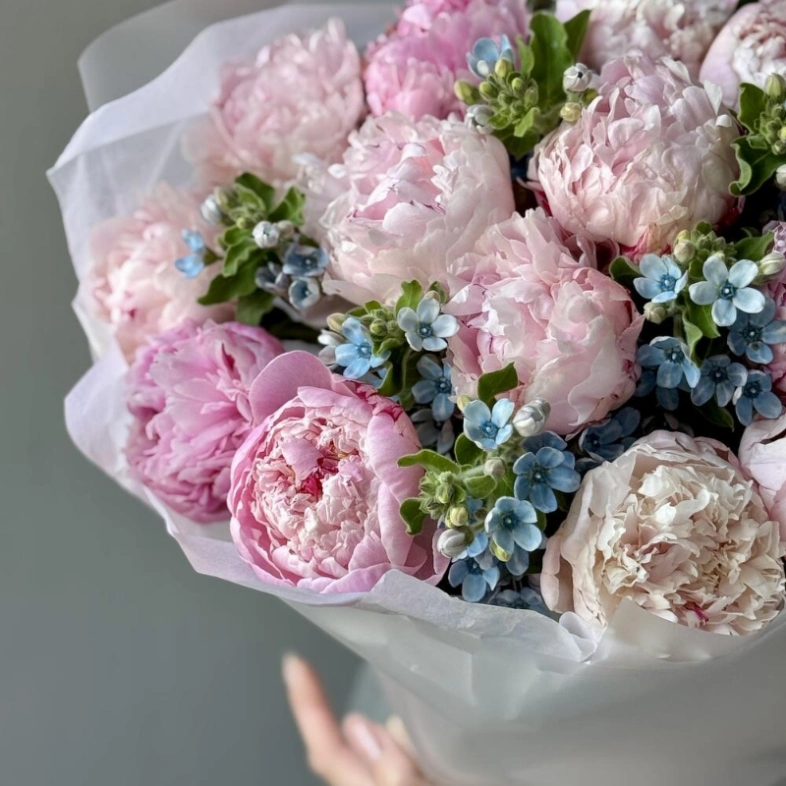 Букет «Пиокси» / 15 пион Sarah Bernard-оксипеталум