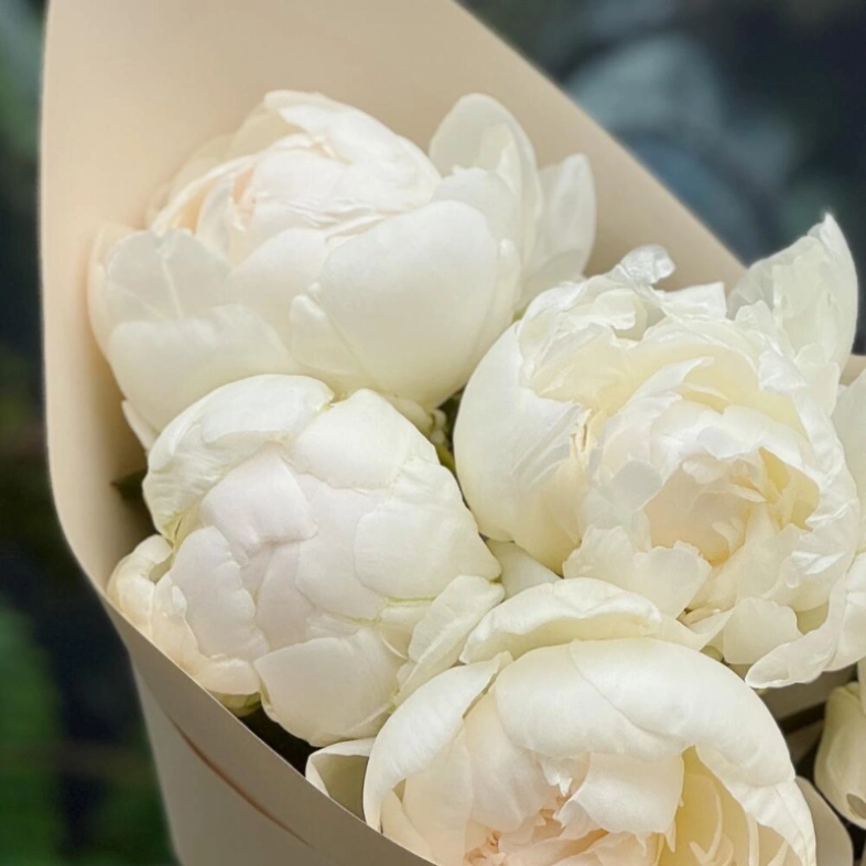 Белоснежные пионы 5