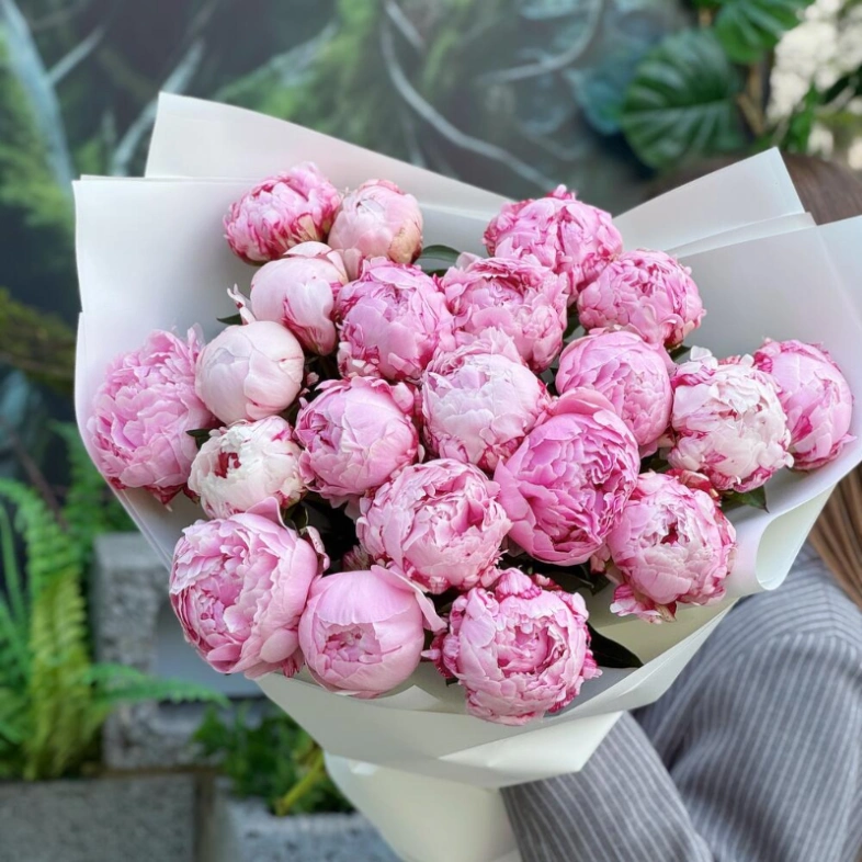 Пионы Сара 21