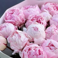 Пионы Сара Бернар 25 3