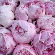 Пионы Сара Бернар 25 1