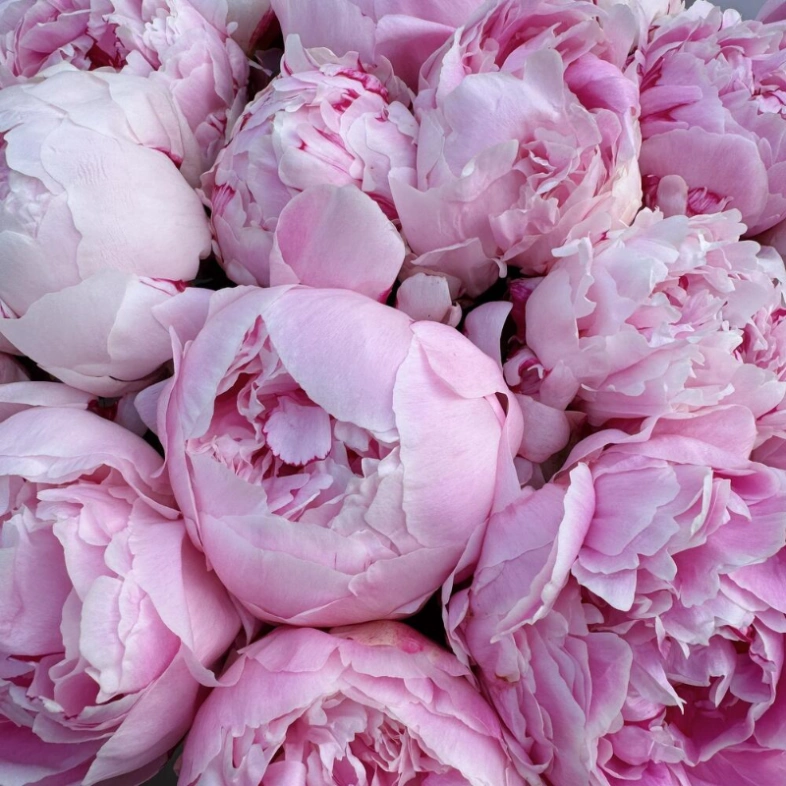 Пионы Сара Бернар 25