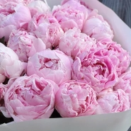 Пионы Сара Бернар 25 4