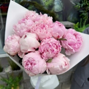 Пионы Сара Бернар 11 2