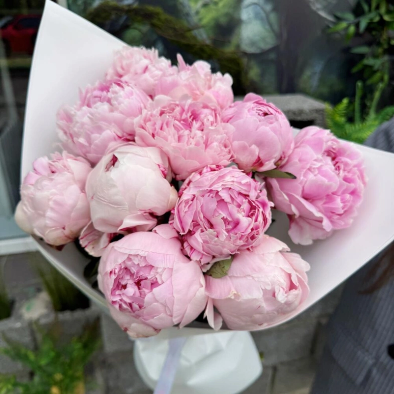 Пионы Сара Бернар 11