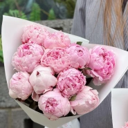 Пионы Сара Бернар 11 4