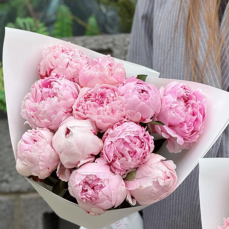 Пионы Сара Бернар 11