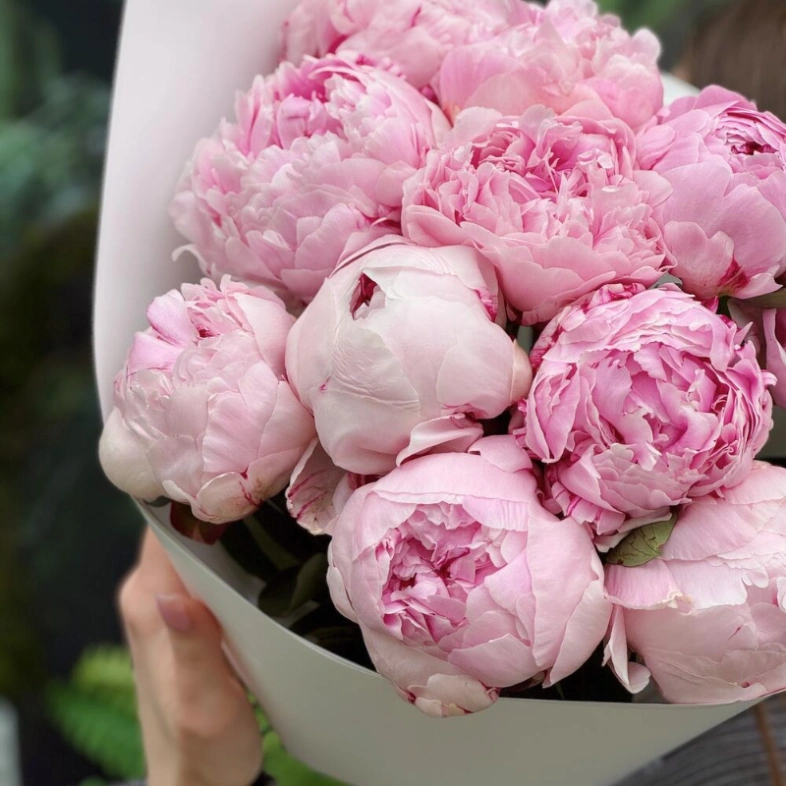 Пионы Сара Бернар 11