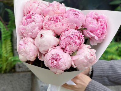 Пионы Сара Бернар 11