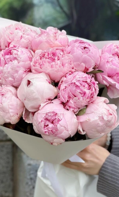 Пионы Сара Бернар 11