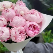 9 розовых пионов Сара Бернар 3